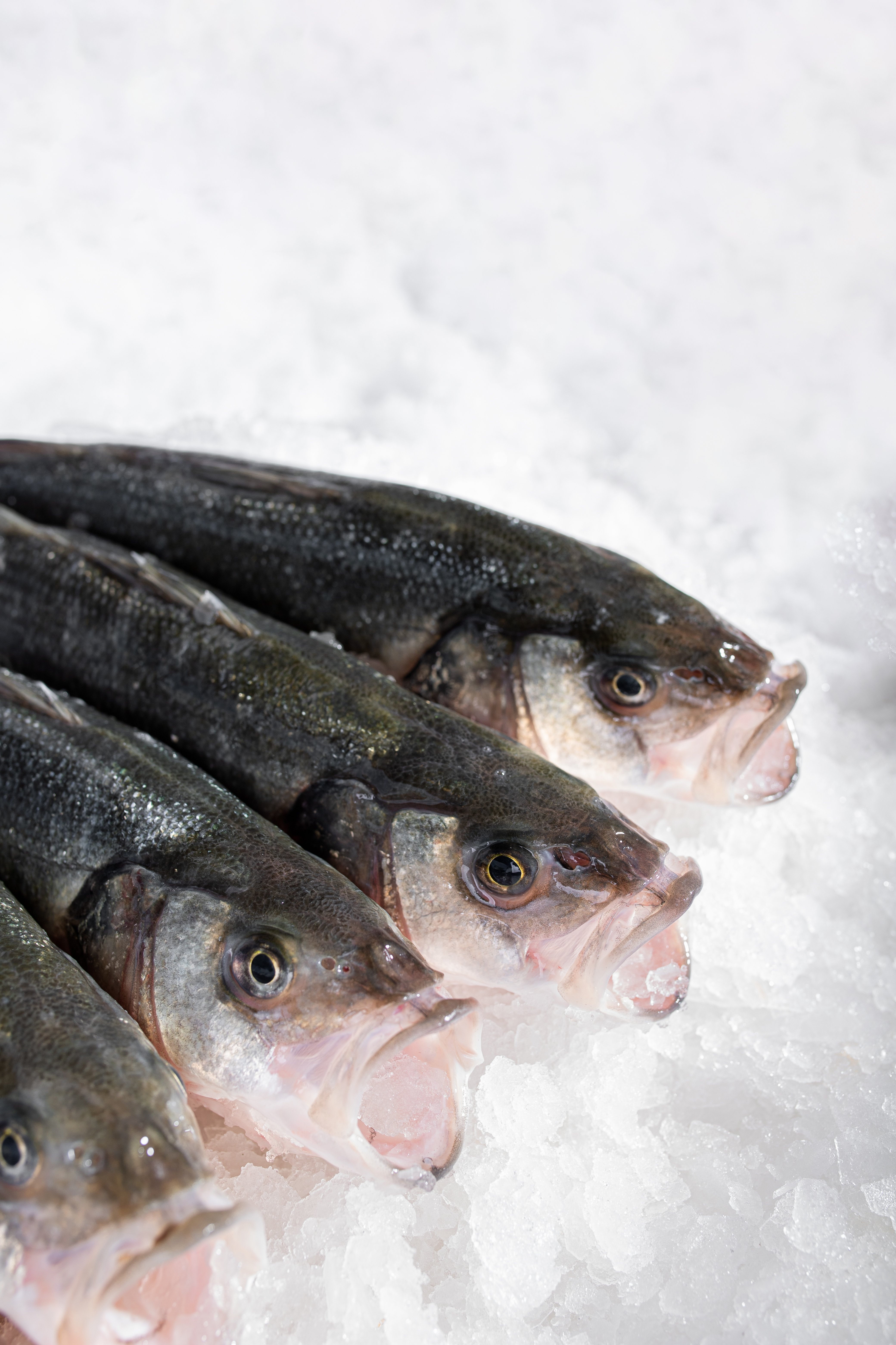 HOMA DALYAN BALIKLARI