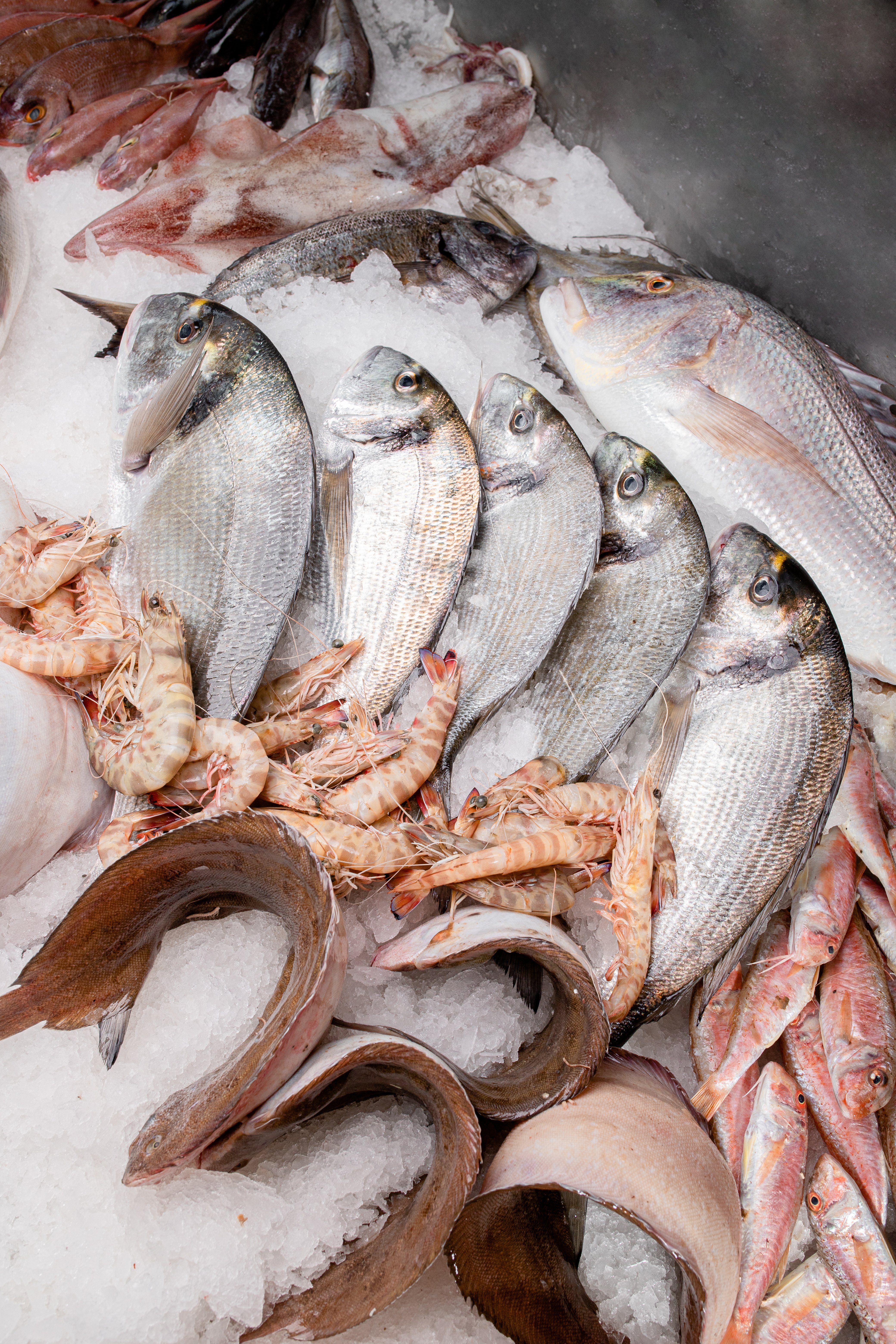 GEDİZ DELTASI BALIKLARI