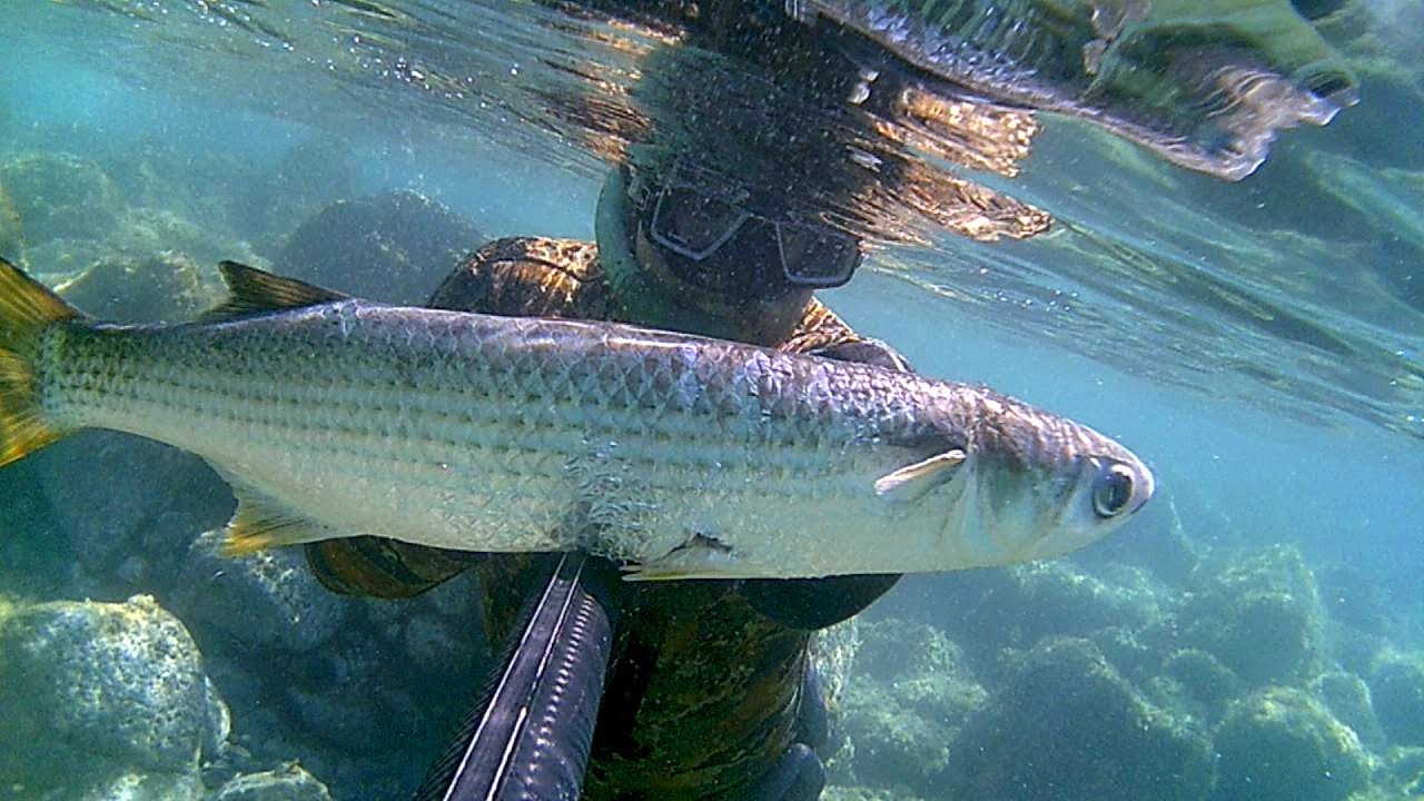 TOPAN KEFAL BALIĞI 1KG